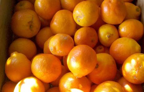 Citrus-Polymethoxy-Flavones