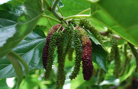 Mulberry-Root-Extract